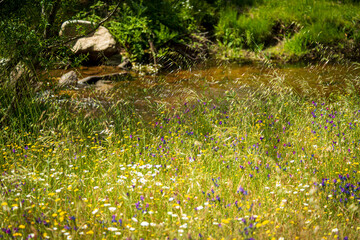 CAMPOS DE CASTILLA EN PRIMAVERA 2025 CON FLORES 