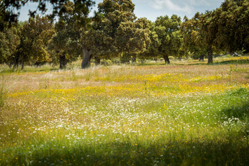 CAMPOS DE CASTILLA EN PRIMAVERA 2025 CON FLORES 