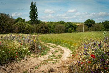 camino zahorra campos en flor en primavera 2024 españa