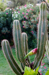 A striking cactus with vibrant flower buds and green stems, beautifully set against a colorful floral background on Corfu island.