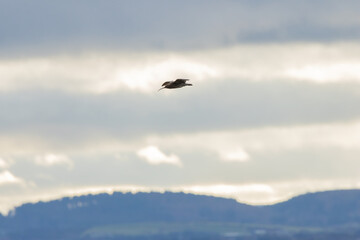Eurasian Curlew (Numenius arquata) - Common in coastal wetlands, Bull Island, Dublin