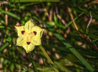 Yellow and Maroon Butterfly Flower Closeup  with Fresh Dew .