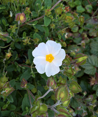 closeup of rockrose cistus plant in bloom, white flowers with yellow centers and heart-shaped leaves with orange edges