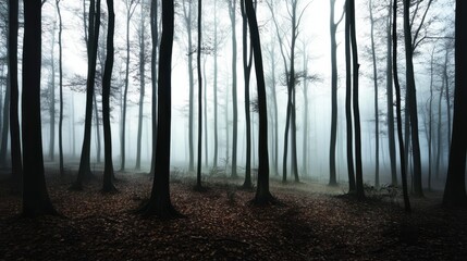 Obraz premium A serene misty forest showcases tall trees shrouded in fog, creating an ethereal atmosphere that invites exploration and contemplation of nature's beauty.