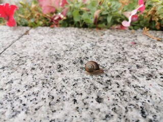 snail on a leaf