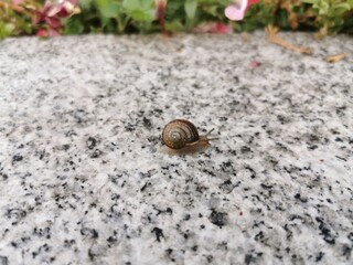 snail on a leaf