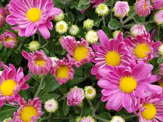 Closeup of blooming pink Chrysanthemum (mum) flowers with yellow centers