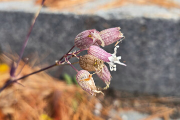 Silene vulgaris (Bladder Campion, maidenstears) flowers close up photo