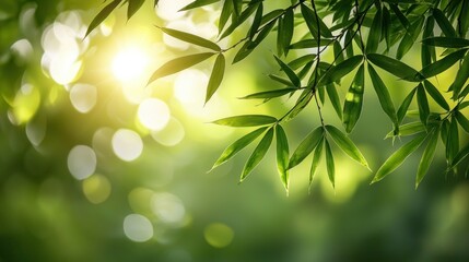 Fototapeta premium Sunlit Bamboo Leaves, Forest Background, Nature Scene