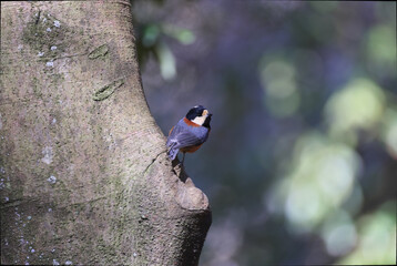 Varied Tit living in Japan and neighboring country