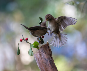 In winter, disputes over food offer excellent postures for birds, such as sparrows.