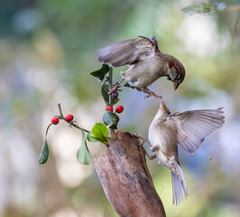 In winter, disputes over food offer excellent postures for birds, such as sparrows.