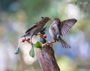 In winter, disputes over food offer excellent postures for birds, such as sparrows.