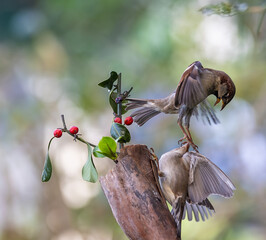 In winter, disputes over food offer excellent postures for birds, such as sparrows.