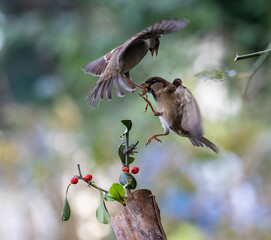In winter, disputes over food offer excellent postures for birds, such as sparrows.