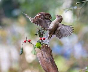 In winter, disputes over food offer excellent postures for birds, such as sparrows.
