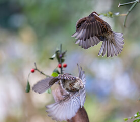 In winter, disputes over food offer excellent postures for birds, such as sparrows.