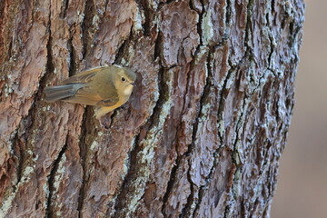 The bark of a large pine tree and Red-franked Bluetail that stops deftly