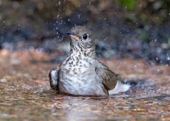 Gray-cheeked Thrush (Catharus minimus), bathing Galveston, Texas, Spring Migration 