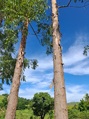 amazing landscape of eucalyptus trees incontrast with stunning sky in the countryside