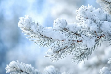 Snow-covered pine branch against a blurred winter sky, showcasing the beauty of a snowy landscape.