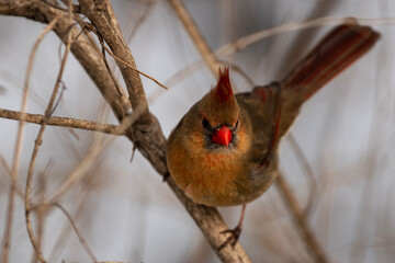 Female Cardinal in its Habitat