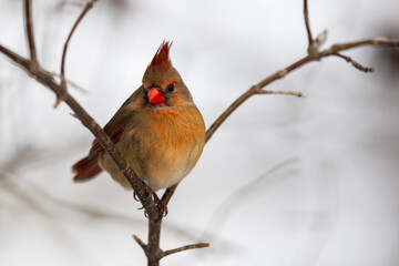 Female Cardinal on a Winter Limb