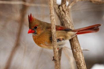 Cardinal in the Quiet Wilds