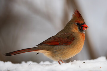 Female Northern Cardinal in Winter