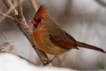 Female Northern Cardinal Looking For Food