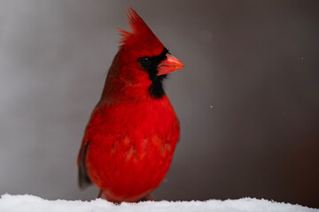 Male Cardinal Looking For Food