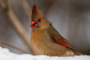 Femaie Cardinal Eating Sunflower Seeds