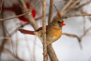 Female Cardinal In the Wilderness
