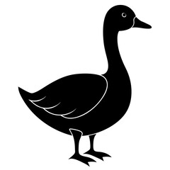 duck isolated on white