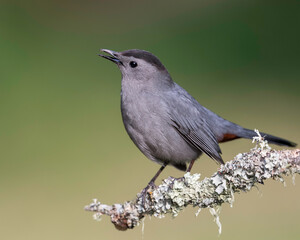 Gray Catbird (Dumetella carolinensis) North America