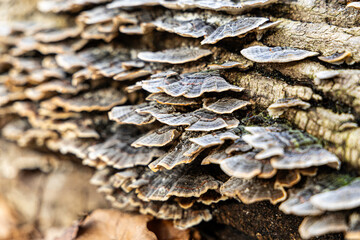 fungus mushrooms growing on fallen tree trunk