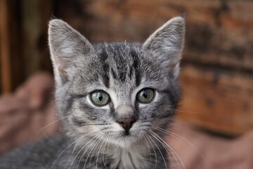 pretty head portrait of a gray tabby kitten in front of a wooden background