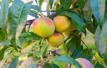 Three green peaches hanging from a tree
