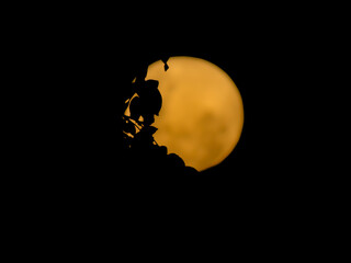 Orange Full Moon Silhouetted by Tree Branches Against a Dark Night Sky