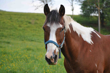 Fototapeta premium Horses in nature and being rode
