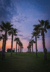 Wonderful sunset time view of palms alley. Impressive evening cityscape of hotels garden near Campofelice di Roccella city. Amazing outdoor scene of Sicily, Italy, Europe. Traveling concept background