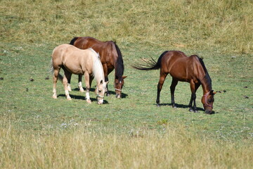 brown animal mammal grass nature pasture white paint bay gray farm 