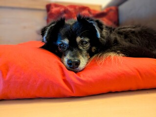 Senior Dog on a red Pillow 