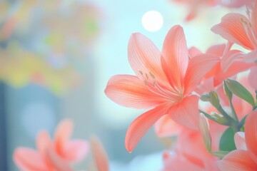 Beautiful pink lilies bloom in a bright, serene indoor setting during springtime