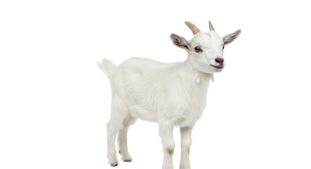 Little white goat isolated on a transparent background., White goat baby PNG