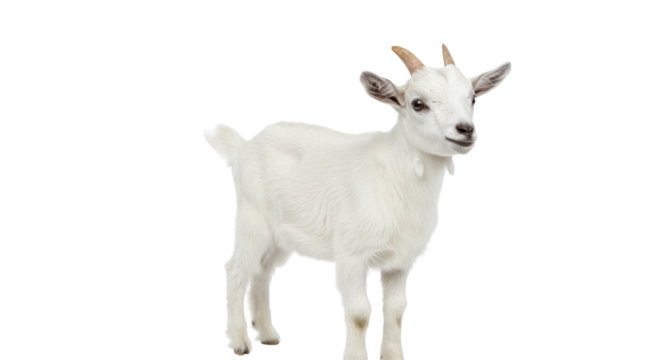 Little white goat isolated on a transparent background., White goat baby PNG  
