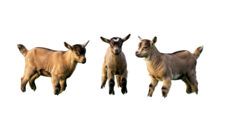 Brown Goats babies isolated on transparent background, Goat babies PNG