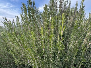 Close up of sprigs of rosemary purple flowers and fresh leaves in the garden. It's macro photo of the green Salvia rosmarinus in the garden. It is close up view of fresh Rosmarinus officinalis in sunn