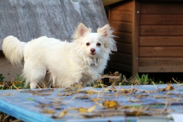 small white long-haired chihuahua stands in the garden behind leaf-covered building materials