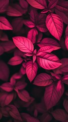 Stunning pink wallpaper with bold color and fine texture detail